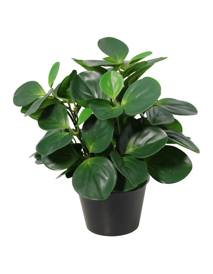 Willow & Silk 33cm Potted Artificial Serenity Peperomia image 1