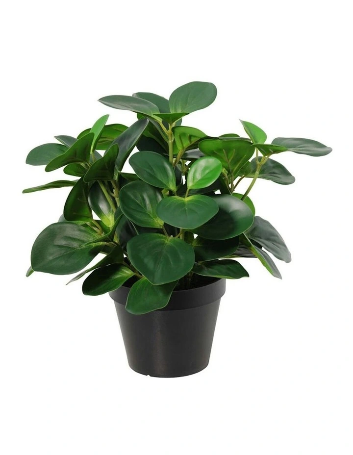 Willow & Silk 33cm Potted Artificial Serenity Peperomia image 2