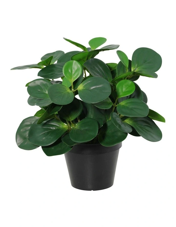 Willow & Silk 33cm Potted Artificial Serenity Peperomia image 3