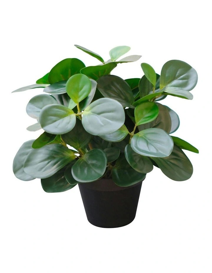 Willow & Silk 33cm Potted Artificial Serenity Peperomia image 4
