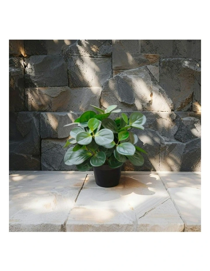 Willow & Silk 33cm Potted Artificial Serenity Peperomia image 6