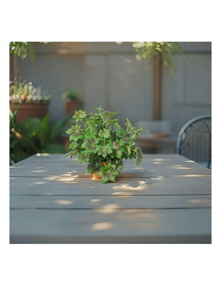 Willow & Silk 28cm Potted Artificial Grape Leaf Plant image 6