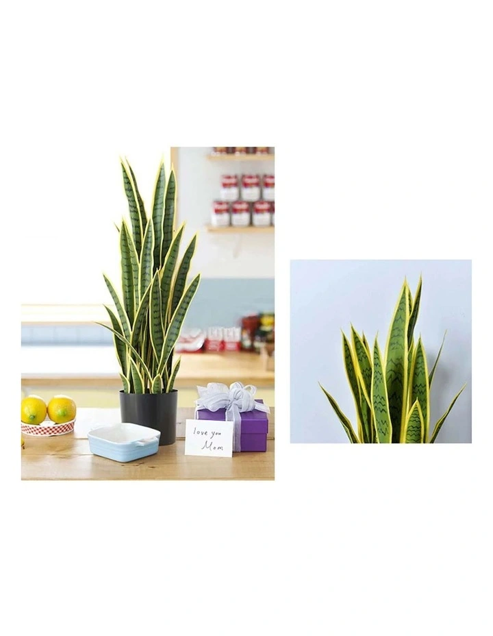 SOGA 2 Pack Yellow Edge Tiger Piran Artificial Plant With Pot 70cm image 6
