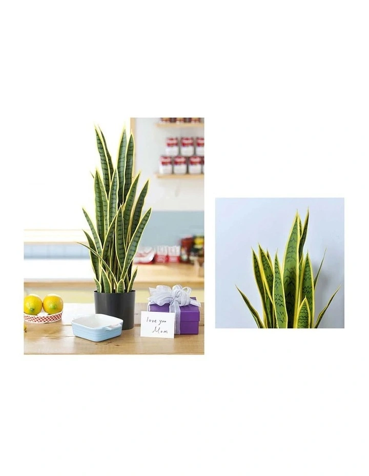 SOGA 2 Pack Yellow Edge Tiger Piran Artificial Plant 50cm image 6