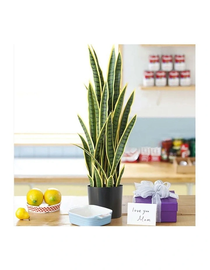 SOGA 2 Pack Yellow Edge Tiger Piran Artificial Plant 50cm image 7