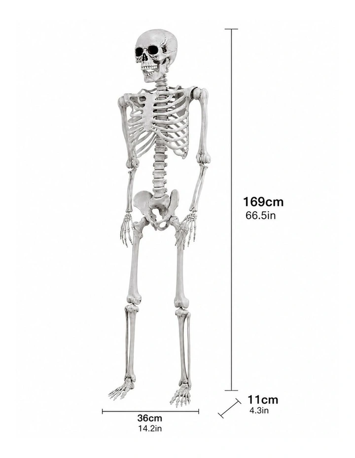 Yezi Halloween Decorations Skeleton 169cm Life Size Posable ABS White image 3
