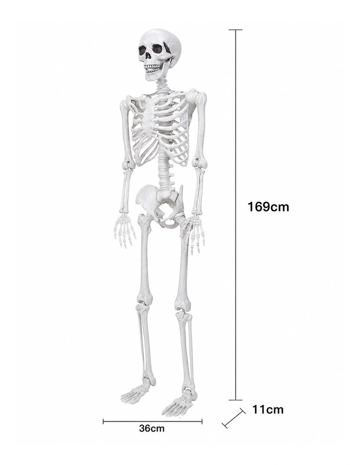 Yezi Halloween Skeleton Life Size Scary Skeleton 185cm Poseable ABS White image 3