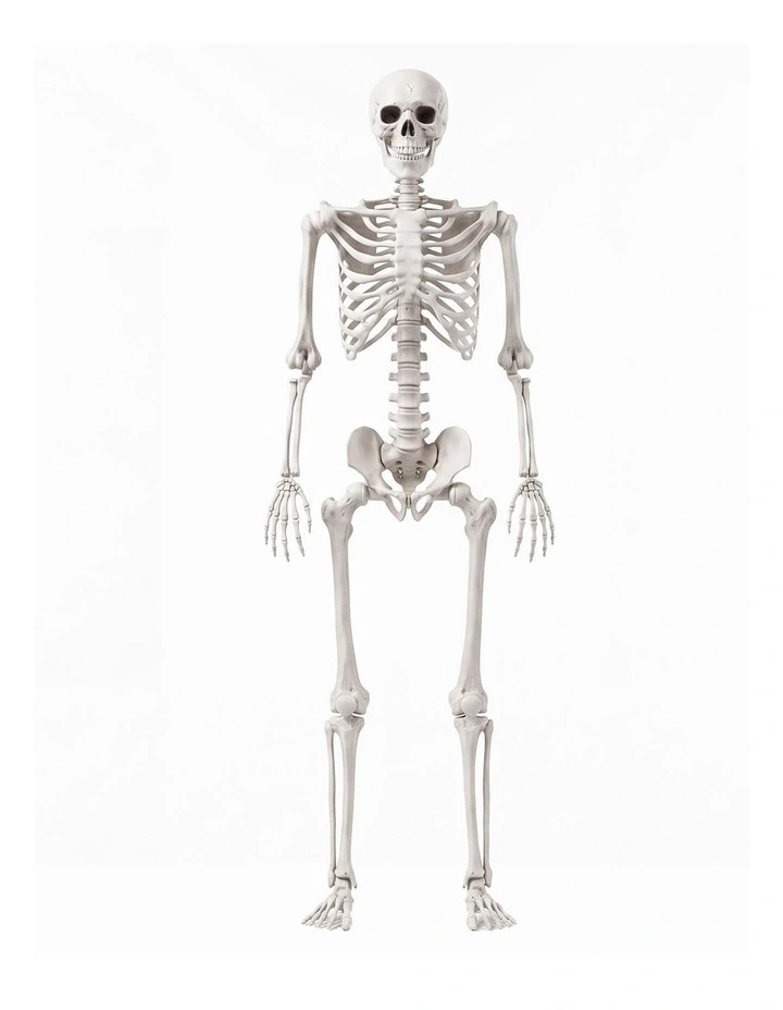 Yezi Halloween Decorations Life Size Skeleton 165cm Poseable ABS White image 2