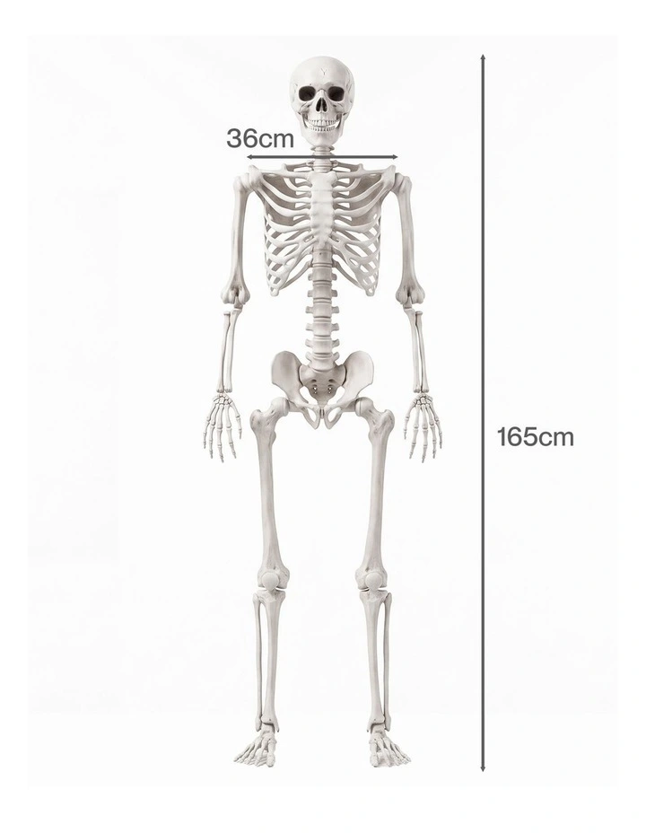 Yezi Halloween Decorations Life Size Skeleton 165cm Poseable ABS White image 3