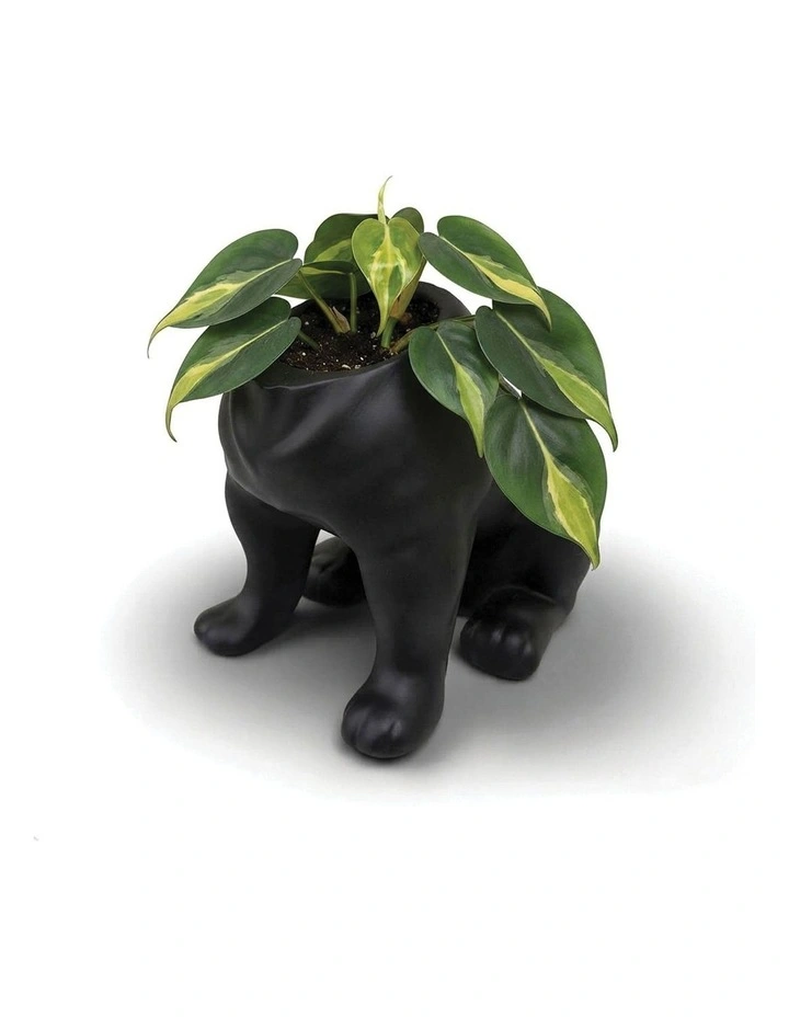 Urban Attitude Maggie Bulldog Planter - Matte Black image 5