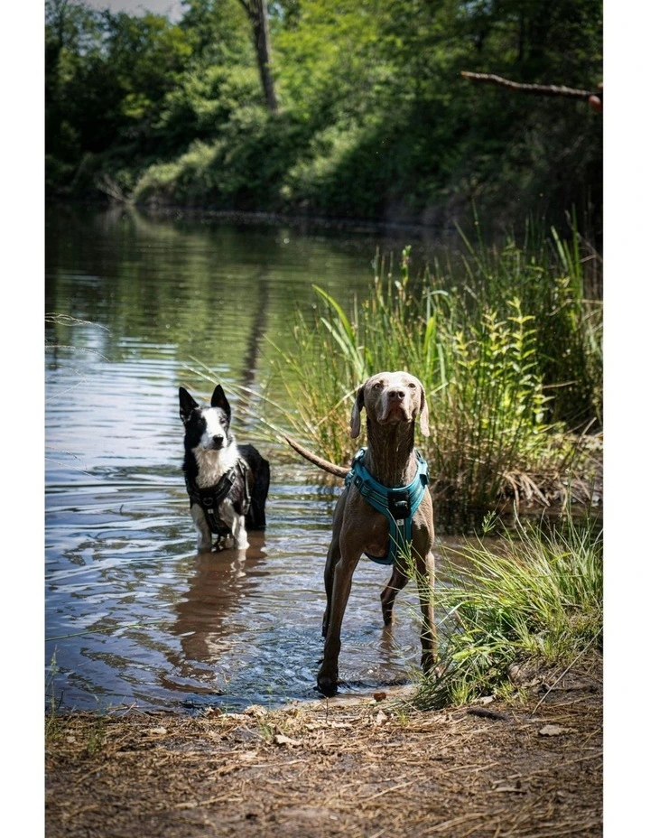 Dog Harness 500 in Blue image 5